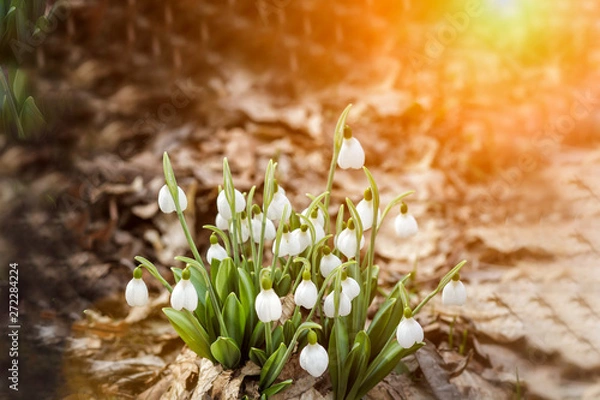 Obraz Snowdrop spring flowers. Delicate Snowdrop flower is one of the spring symbols telling us winter is leaving and we have warmer times ahead. Fresh green well complementing the white 