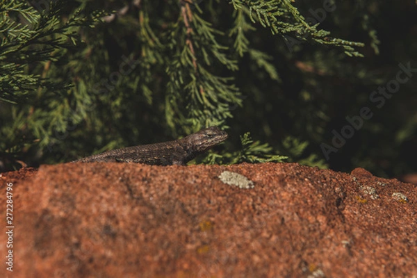 Fototapeta lizard in forest