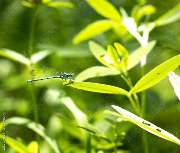 Fototapeta природа россии 