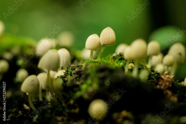 Fototapeta природа россии 