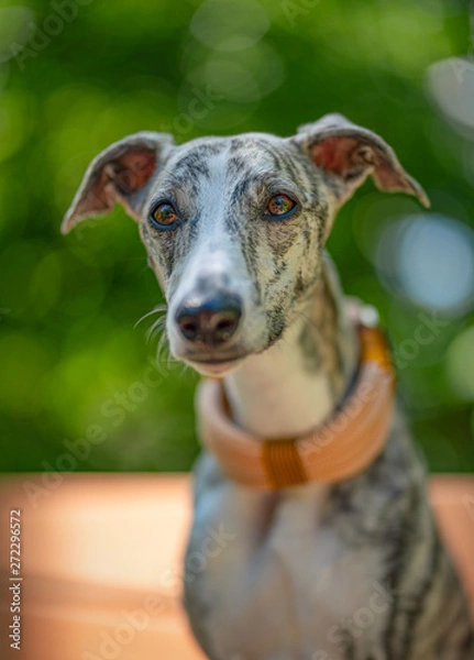 Fototapeta Windhund - Portrait einer hübschen Whippet Hündin