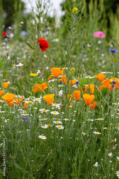 Fototapeta colorful flowers in a summer field