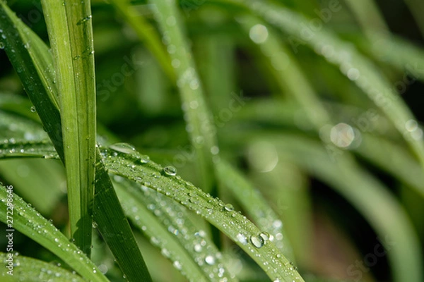 Fototapeta All in green: Beautiful green springtime grass in the morning sunlight with rain drops on the leaves