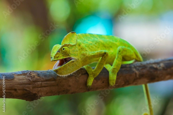 Fototapeta Green chameleon india