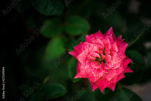 Obraz Beautiful pink rose taken at its best moments when its blossom is full.