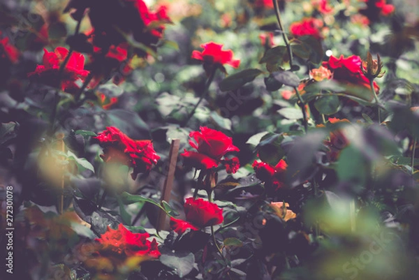 Fototapeta Red rose flowers blossom on wild field.Beautiful field red rose with selective focus.Creative processing in dark low key.Red flowers in the dark.Vintage style.