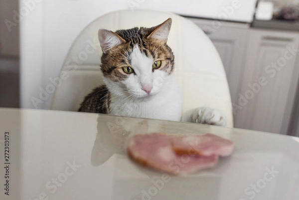 Fototapeta Domestic cat trying to steal slice of ham from a table. Hungry cat at the kitchen.