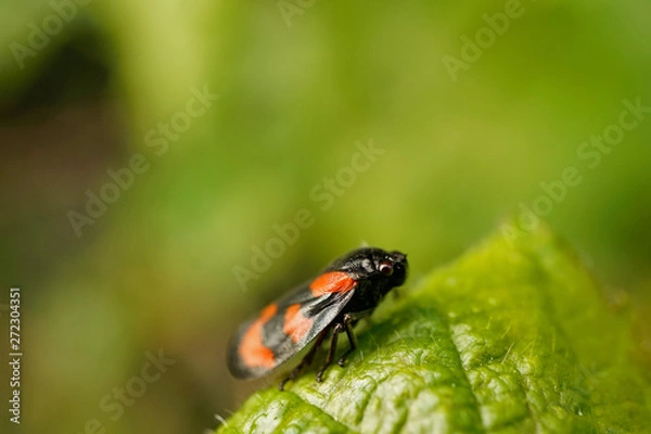 Fototapeta Blutzikade