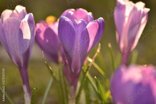 Obraz crocus in spring
