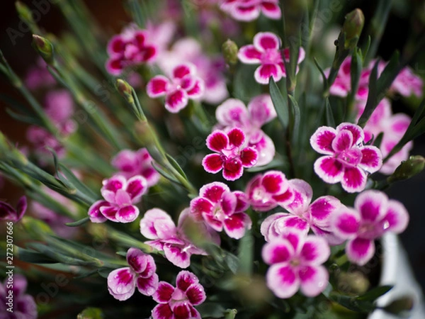 Obraz Pink Summer Flower