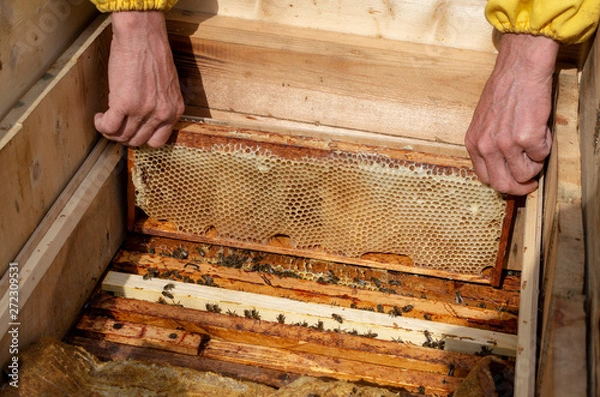 Obraz A man pulls out of the hive frame with honey and bees.