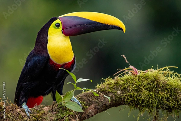 Obraz Toucans