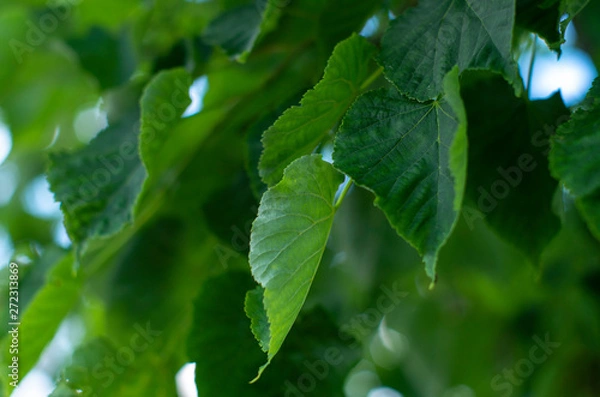 Fototapeta Lime tree leaves closeup. Excellent Wallpaper on your desktop.
