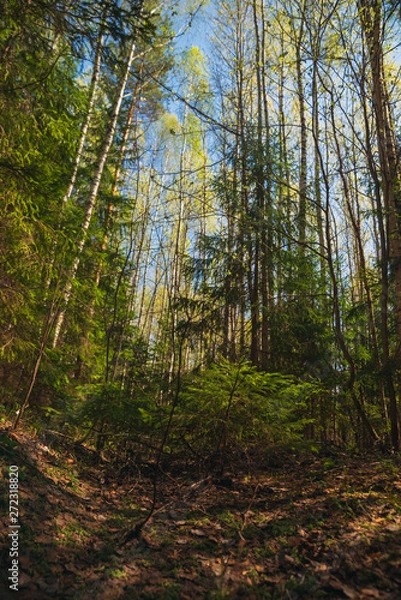Fototapeta Forest in spring on a Sunny day