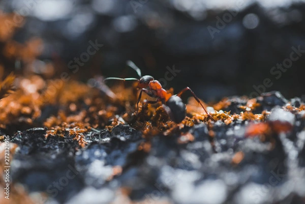 Fototapeta Macro photo of ants crawling on moss in the forest