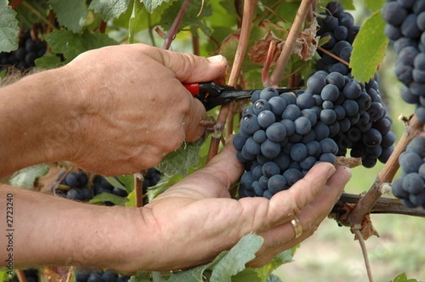 Obraz vendanges