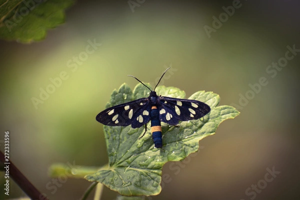 Fototapeta Burnetmoth after rain