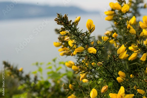 Obraz Flores y playa
