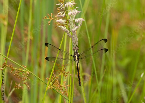 Obraz Dragonfly on grass