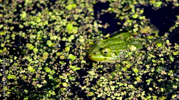 Fototapeta Green frog in a pond