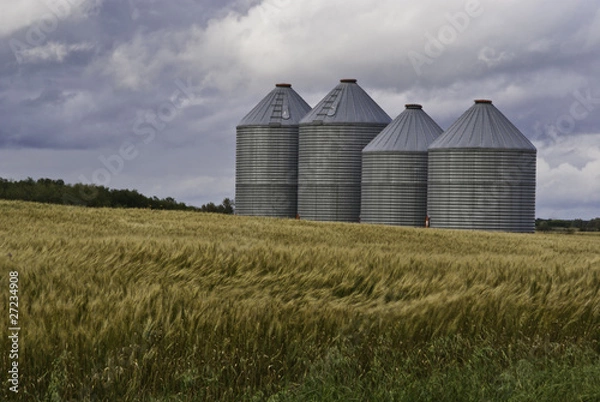 Fototapeta Four grain silos in a Canadian wheat field