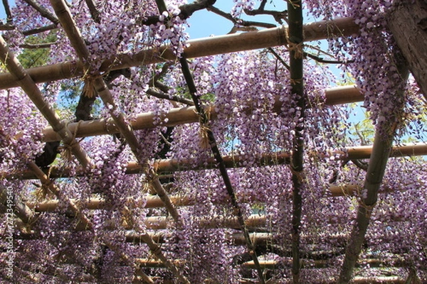 Obraz 藤棚(宮城県)