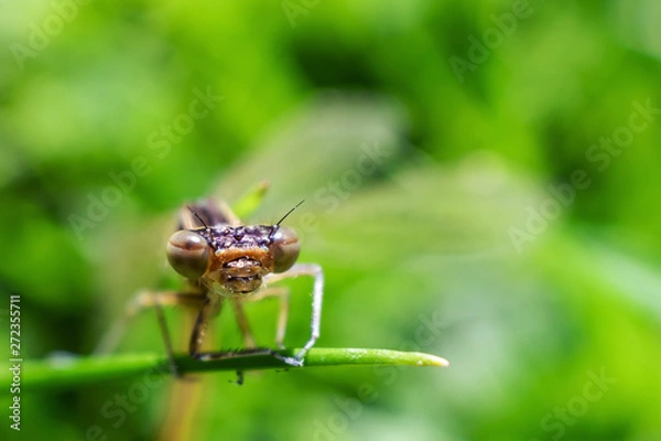 Fototapeta Dragonfly closeup in the grass. Amazing macro world. Macro photo. Summer concept. Large insects.