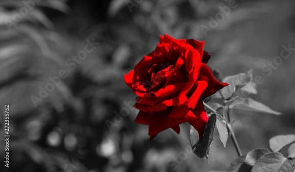 Fototapeta Art photo rose petals isolated on the Black background. Closeup. For design, texture, background. Nature.Black and white photo.