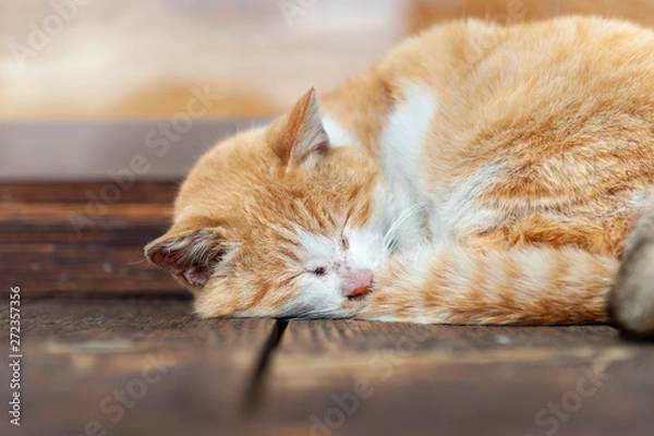 Obraz 古い木造の床に顔をつけて眠る猫