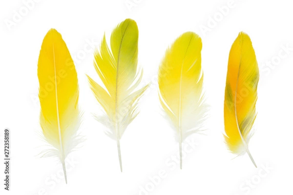 Fototapeta Beautiful collection parrot lovebird feather isolated on white background