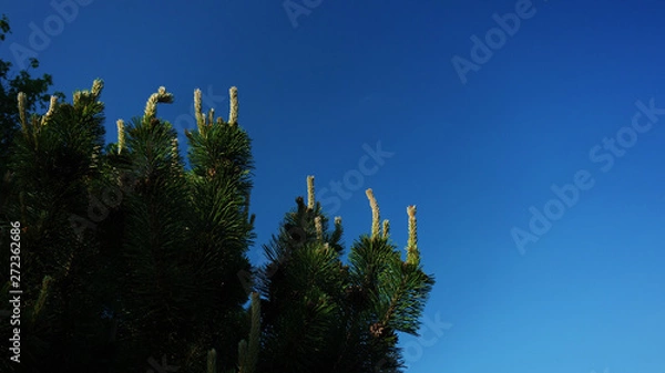 Obraz Conifer tree on blue sky background.