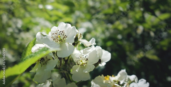 Obraz White flowers of June.