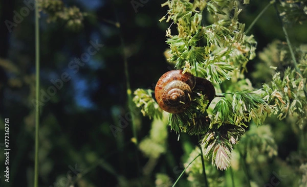 Obraz Eating snail on a plant in forest.