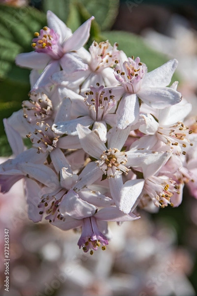 Fototapeta Weiße Blüten