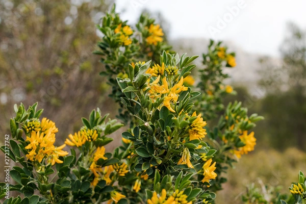 Obraz yellow flower bush