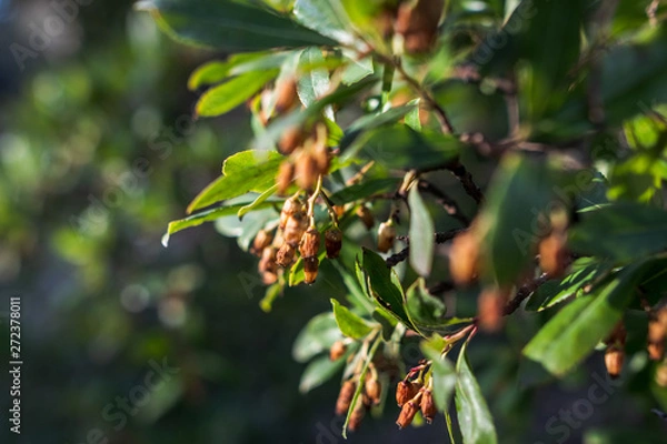 Obraz tree branch and leaves close up