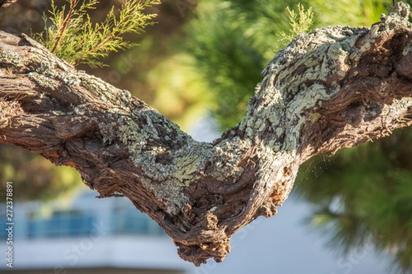 Obraz tree branch heart shape