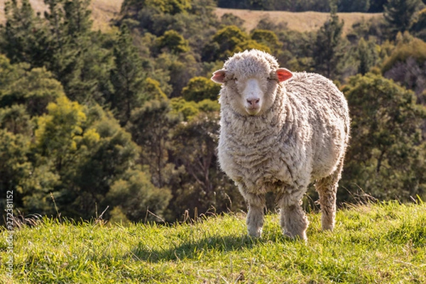 Fototapeta closeup of curious merino sheep standing on grass with blurred background