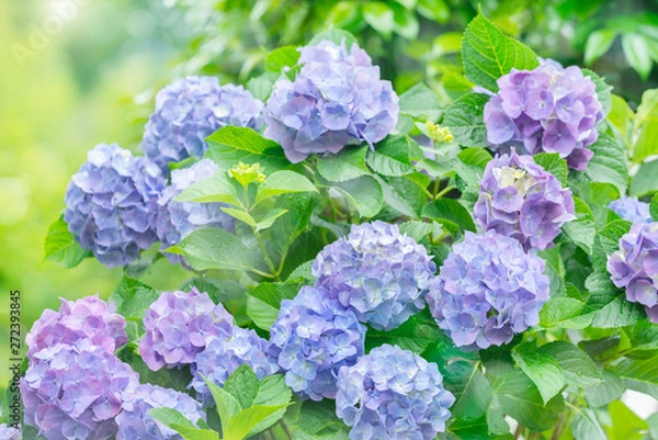 Obraz 紫陽花　あじさい