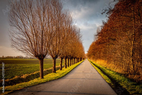 Fototapeta Path along the forest on a beautiful winter day