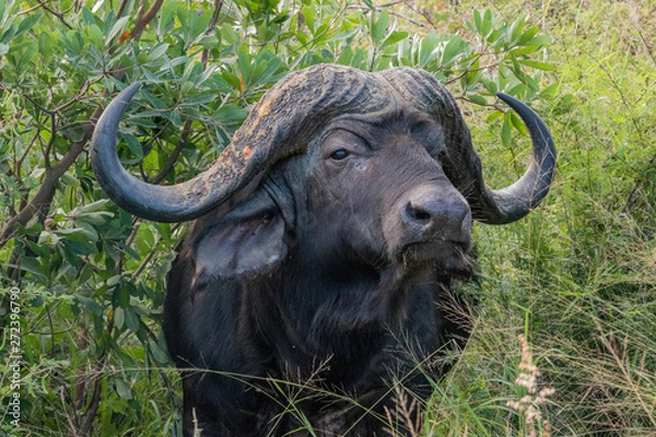 Fototapeta Safari buffle Parc Kruger Afrique du Sud 