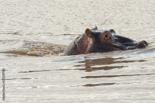 Fototapeta Safari hyppo Parc Kruger Afrique du Sud 