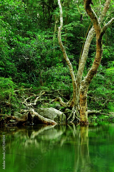 Fototapeta tree in forest