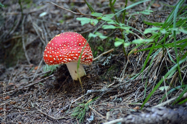 Obraz fly agaric mushroom