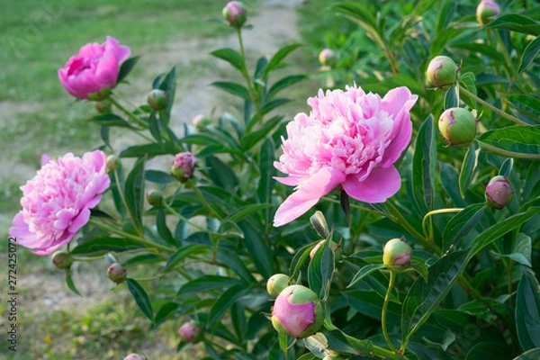 Fototapeta Flower peony