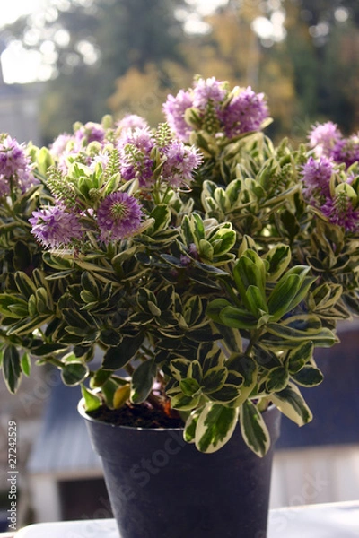 Obraz plante véronique