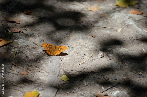 Obraz Orange butterfly