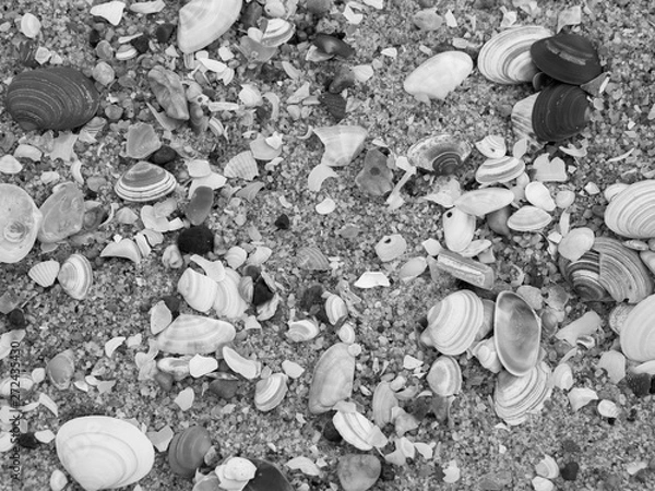 Fototapeta coquillages