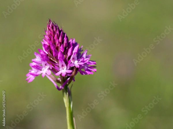Fototapeta Pyramidal Orchid, Anacamptis pyramidalis. Wild flower.