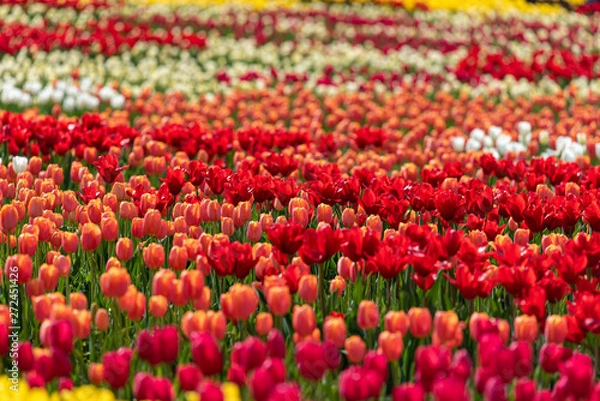 Fototapeta Colorful tulip flower field, in full bloom